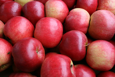 Produkcja dystrybucja owoców warzyw producent jabłek Polska